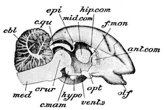 Fig. 58.