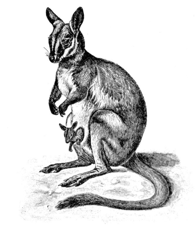 Fig. 59.