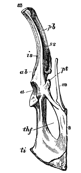 Fig. 60.
