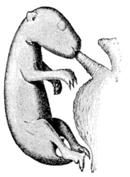Fig. 61.