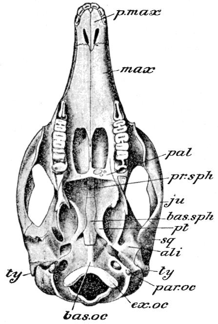 Fig. 62.