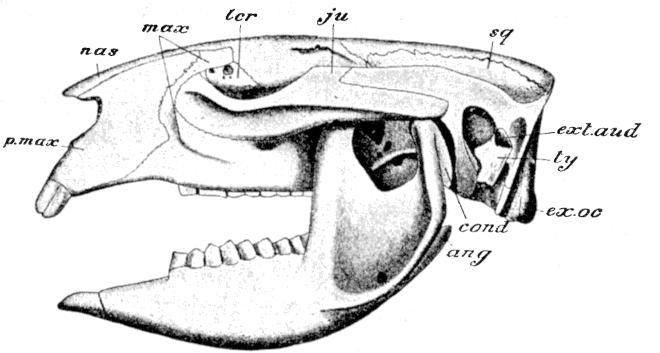 Fig. 63.