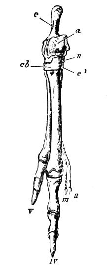 Fig. 64.