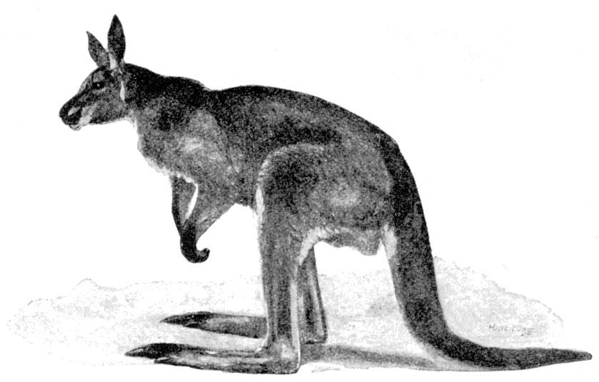 Fig. 66.