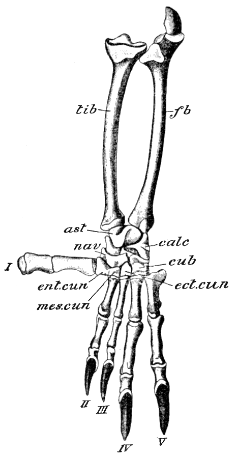 Fig. 68.