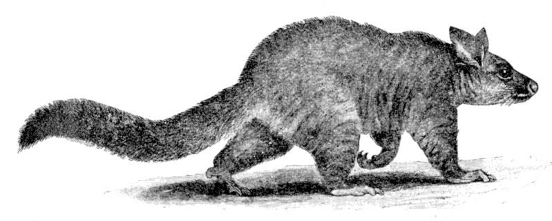 Fig. 69.