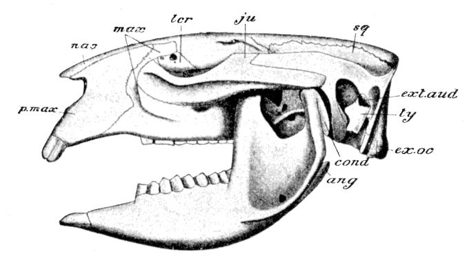 Fig. 72.