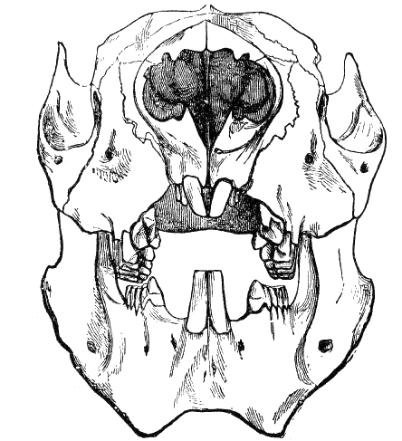 Fig. 77.
