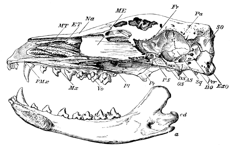 Fig. 78.