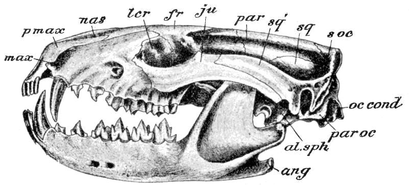 Fig. 80.