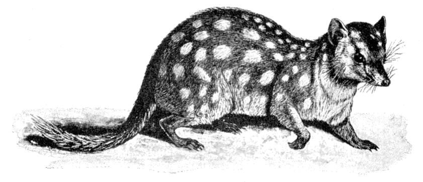 Fig. 81.
