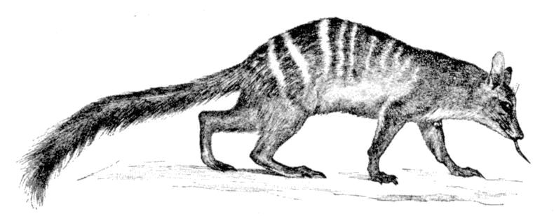 Fig. 82.