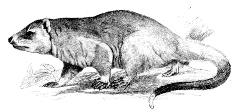 Fig. 84.