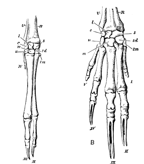 Fig. 85.