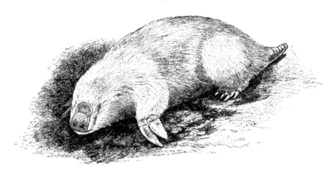 Fig. 88.