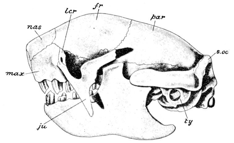 Fig. 97.
