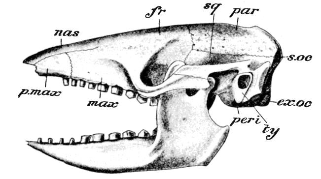 Fig. 99.
