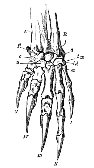 Fig. 100.