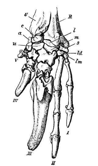 Fig. 101.