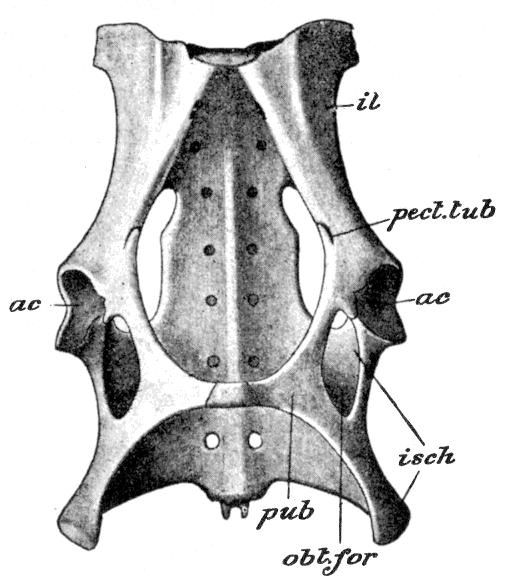 Fig. 102.