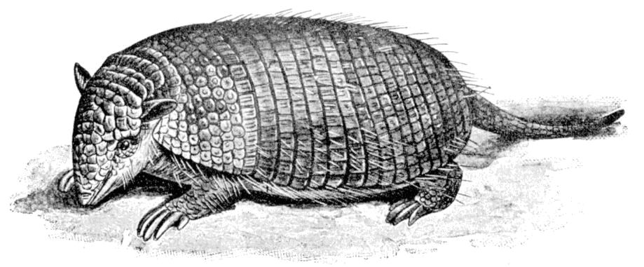 Fig. 104.