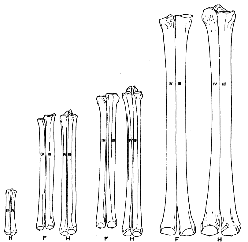 Fig. 111.