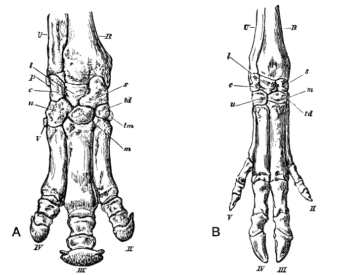 Fig. 113.