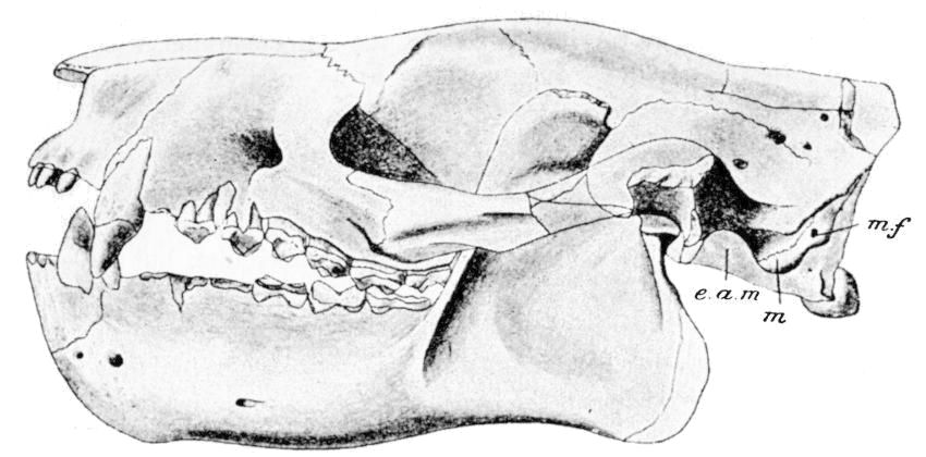 Fig. 114.