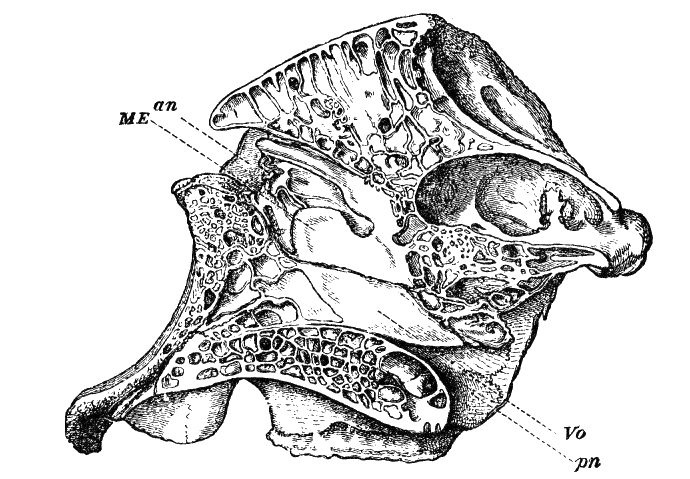 Fig. 116.