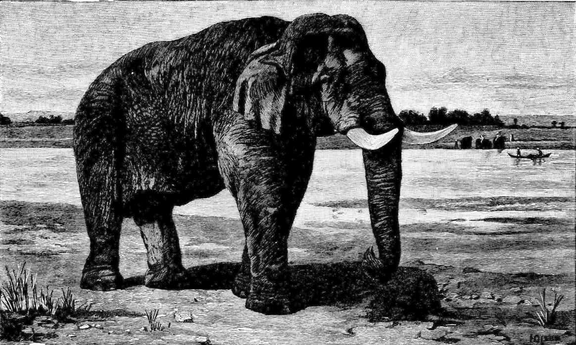 Fig. 118.