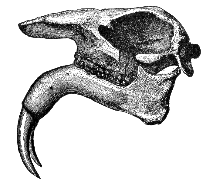 Fig. 119.