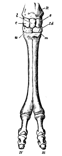 Fig. 122.