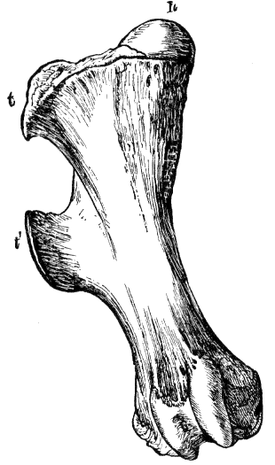 Fig. 123.