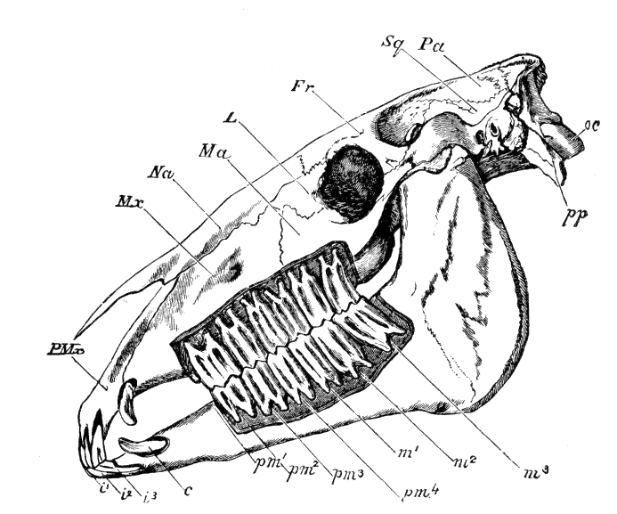 Fig. 124.