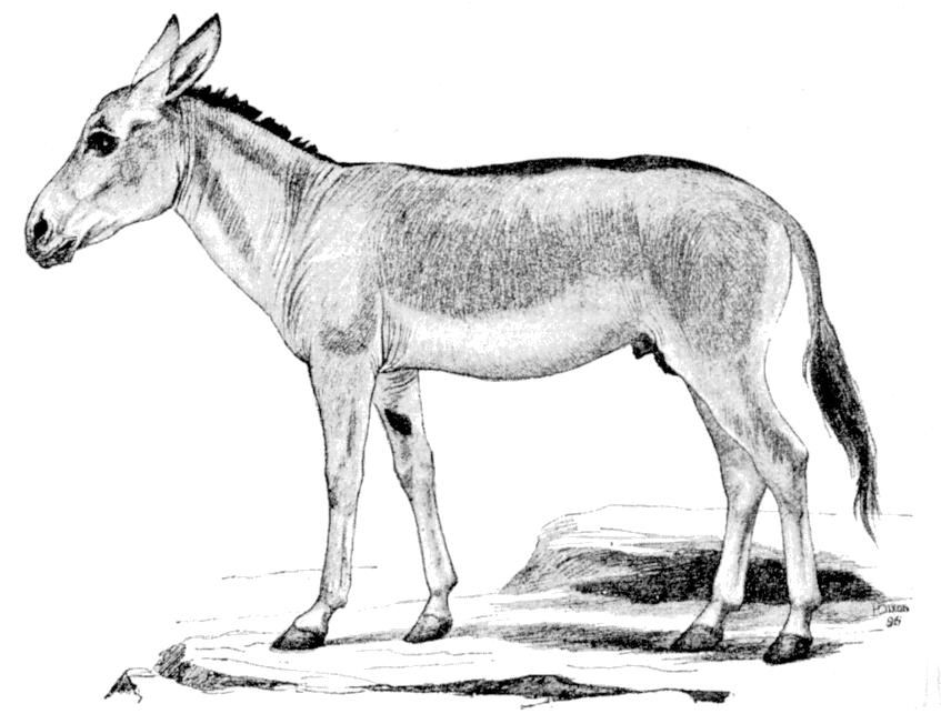 Fig. 125.