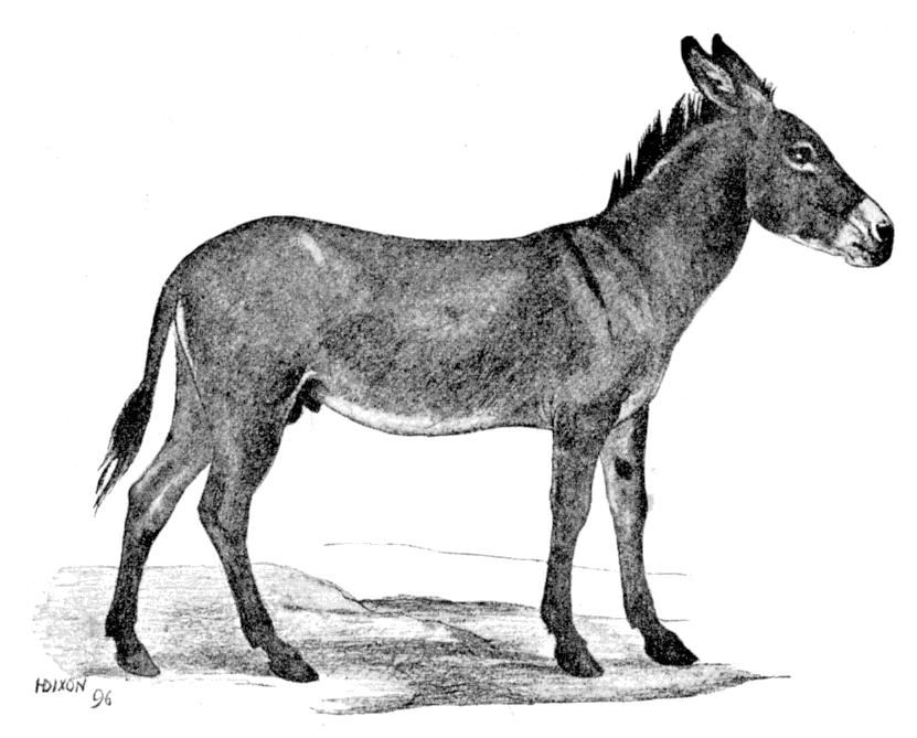 Fig. 126.