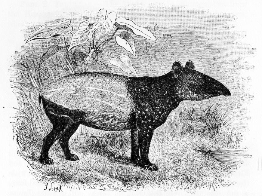 Fig. 129.