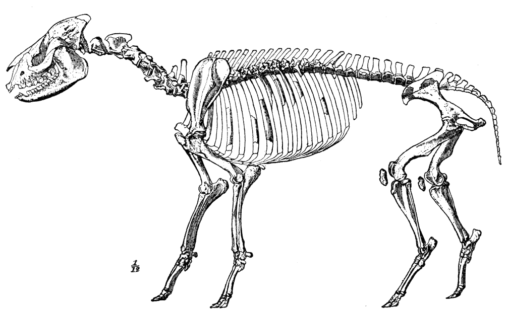 Fig. 134.