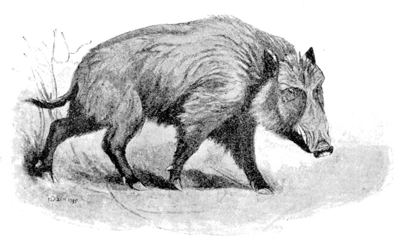 Fig. 141.