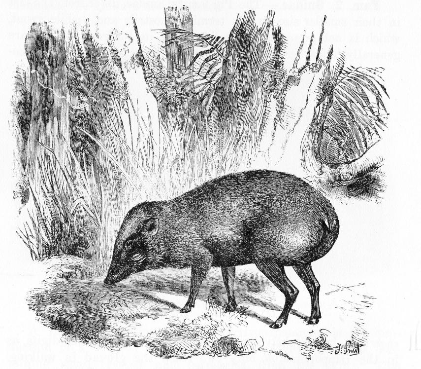 Fig. 142.