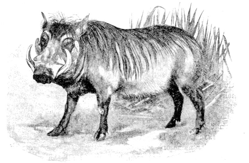 Fig. 143.