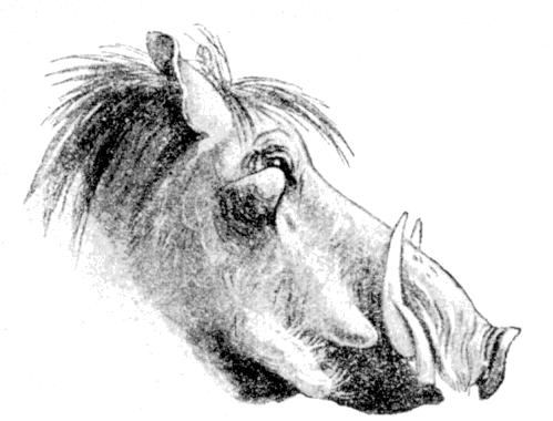 Fig. 144.