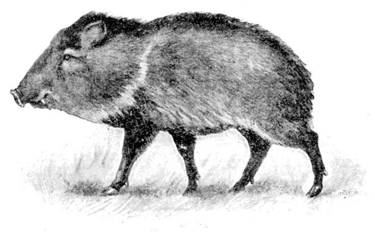 Fig. 145.