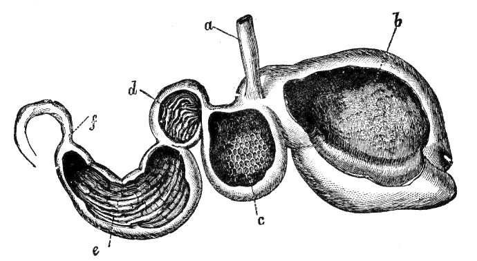 Fig. 146.