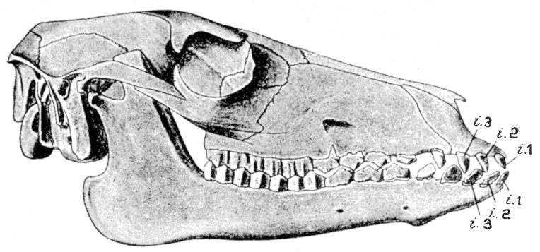 Fig. 150.