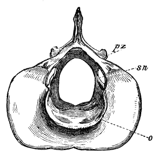 Fig. 151.