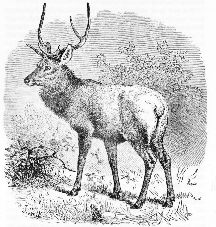 Fig. 152.