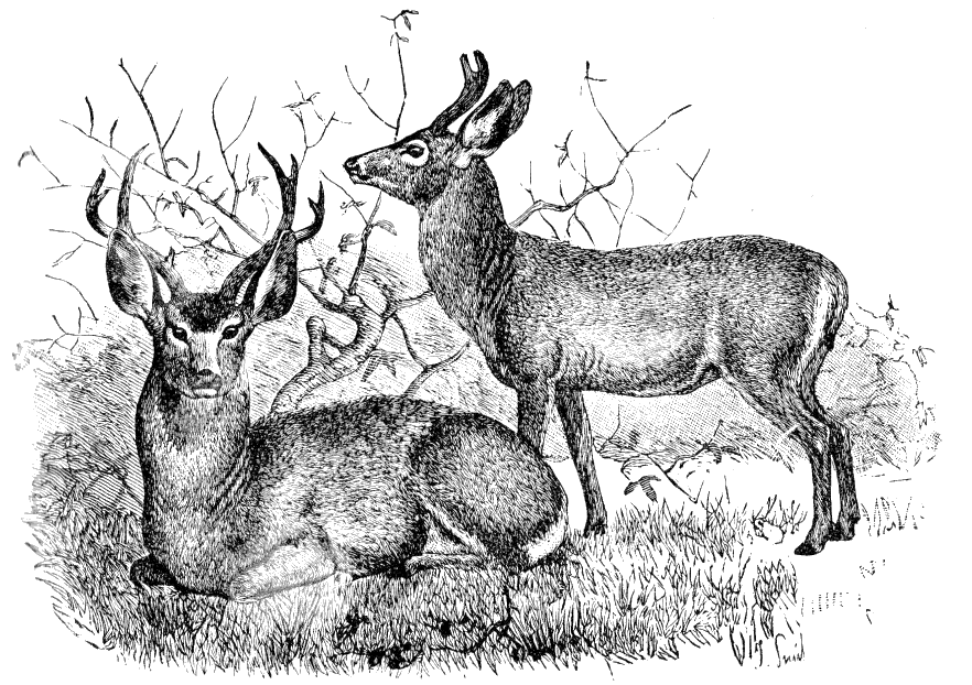 Fig. 153.