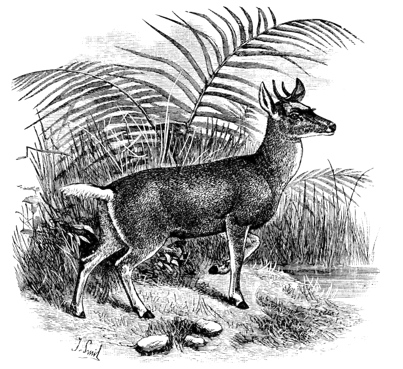 Fig. 154.