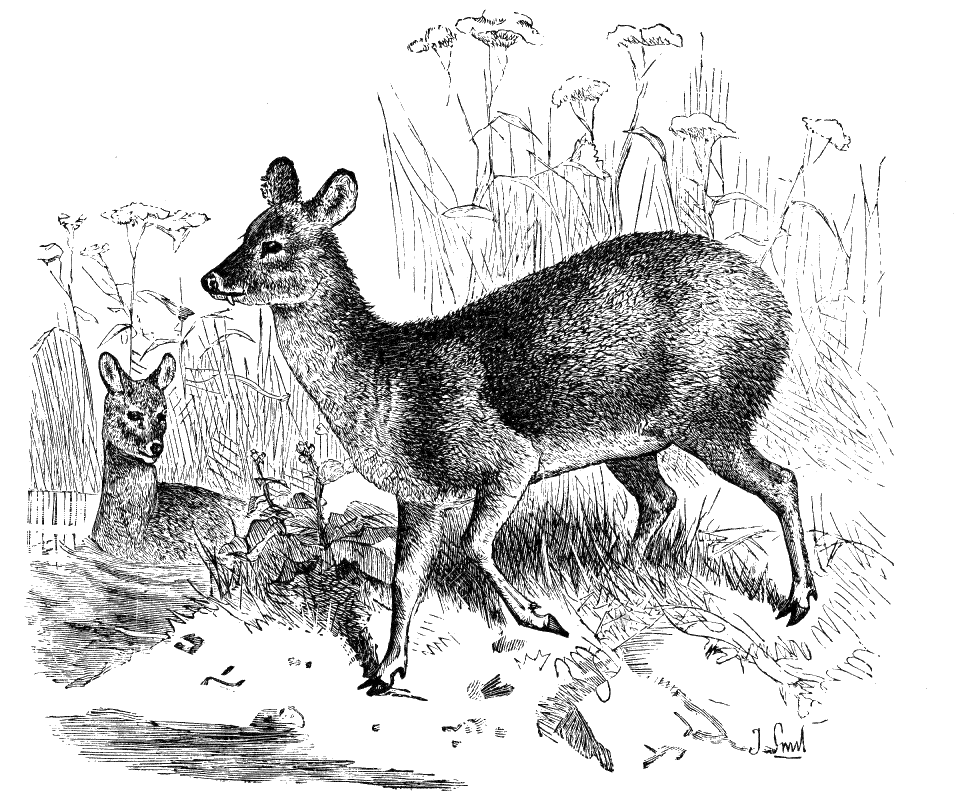 Fig. 155.